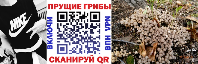 Псилоцибиновые грибы Psilocybe  Зубцов 